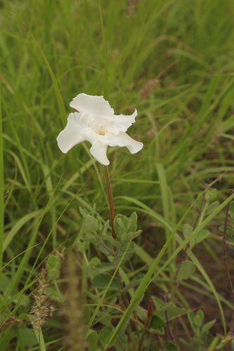 Mandevilla lanuginosa, photograph 6