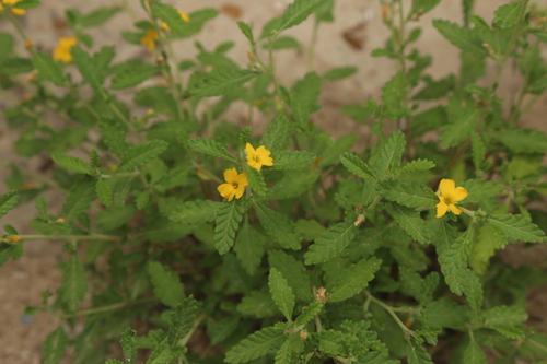 Turnera diffusa, photograph 6