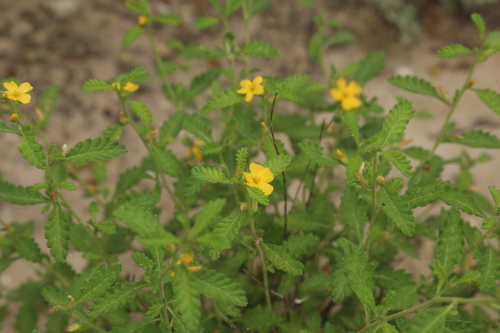 Turnera diffusa, photograph 5