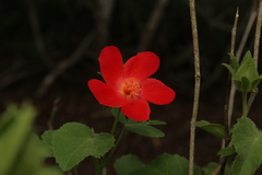 Hibiscus martianus, photograph (c) Reid Hardin, some rights reserved (CC BY)