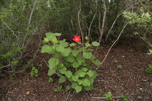 Hibiscus martianus, photograph 3