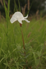 Mandevilla lanuginosa, photograph (c) Reid Hardin, some rights reserved (CC BY)