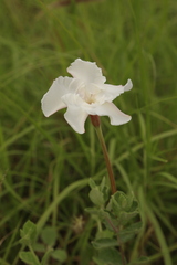 Mandevilla lanuginosa, photograph (c) Reid Hardin, some rights reserved (CC BY)