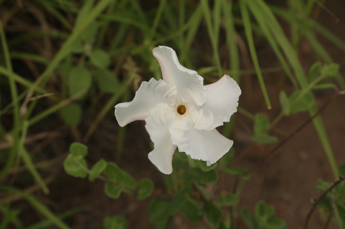 Mandevilla lanuginosa, photograph 3
