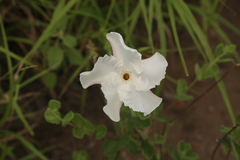 Mandevilla lanuginosa, photograph (c) Reid Hardin, some rights reserved (CC BY)
