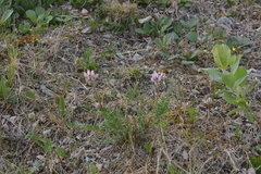 Oxytropis sordida