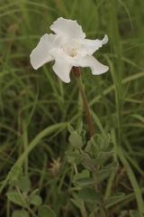 Mandevilla lanuginosa, photograph (c) Reid Hardin, some rights reserved (CC BY)