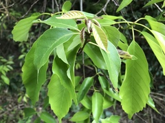 Quercus glauca
