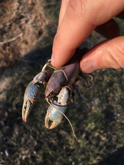 Lacunicambarus thomai