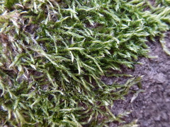 Hypnum resupinatum