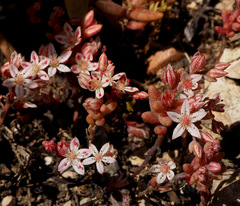 Sedum rubens