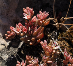 Sedum rubens