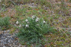 Oxytropis sordida