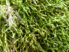 Hypnum resupinatum