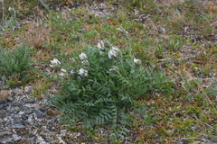 Oxytropis sordida