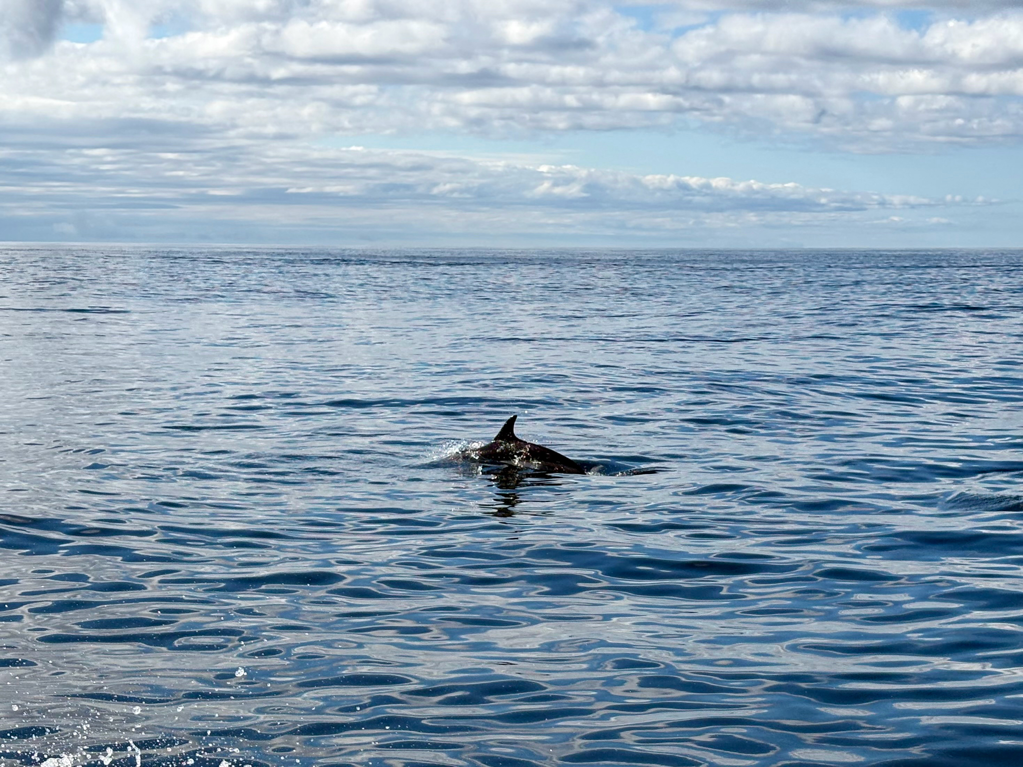 Lagenorhynchus acutus