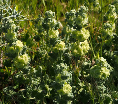 Pseudodictamnus undulatus