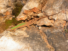 Podarcis melisellensis