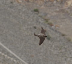 Ptyonoprogne fuligula obsoleta