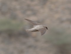 Ptyonoprogne fuligula obsoleta