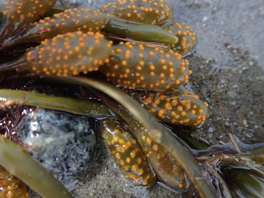 Nice Wrack Knotted Wrack from Swampscott, MA, USA on April 9, 2020 at 07:10 AM by ...