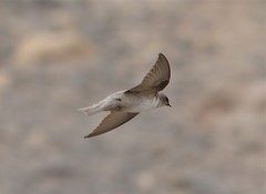 Ptyonoprogne fuligula obsoleta