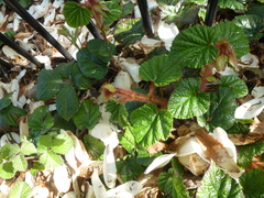 Rubus tricolor