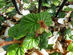 Rubus tricolor