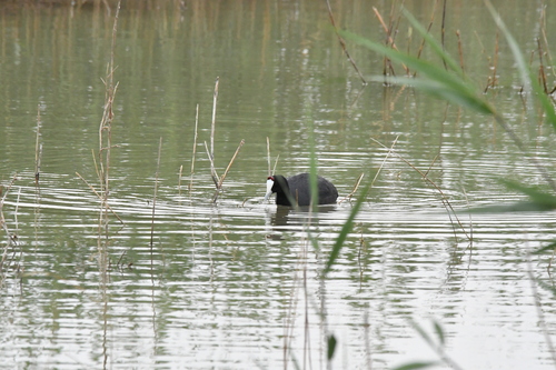iNaturalist image
