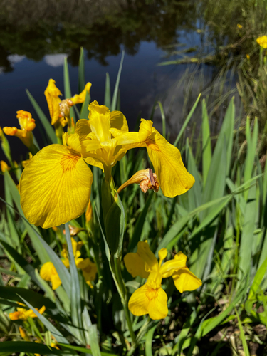 Yellow Iris