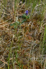 Gentianopsis detonsa