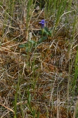 Gentianopsis detonsa