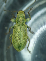 Pachyrhinus lethierryi