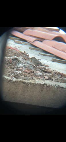 Canyon Towhee