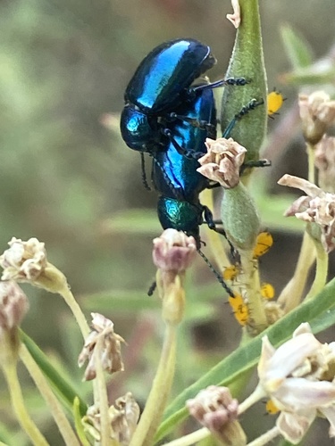 iNaturalist observation photo of Cobalt Milkweed Beetle