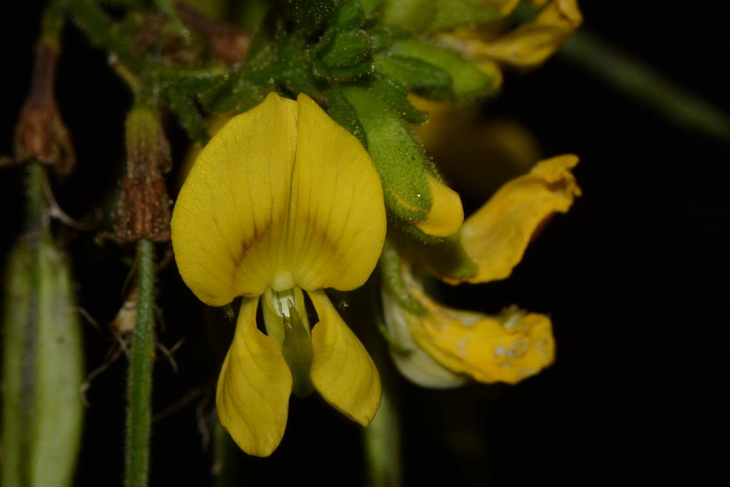 Diphysa puberulenta