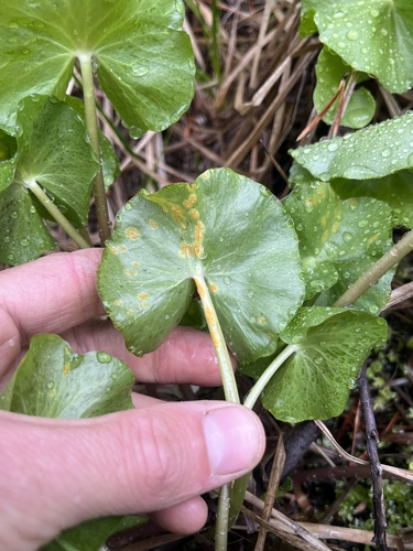 iNaturalist observation photo of Puccinia calthae