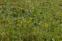 Gentianopsis detonsa