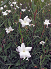 Mandevilla hypoleuca