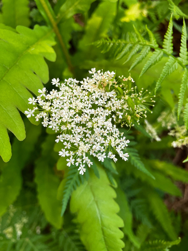 sweet cicely