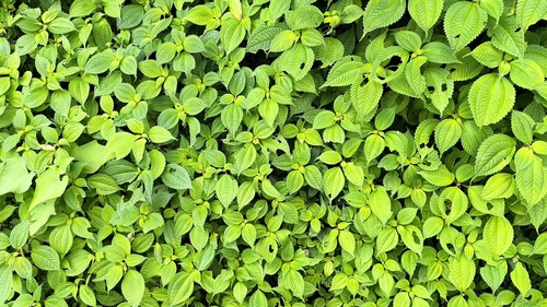 Lecanthus peduncularis iNat (3)