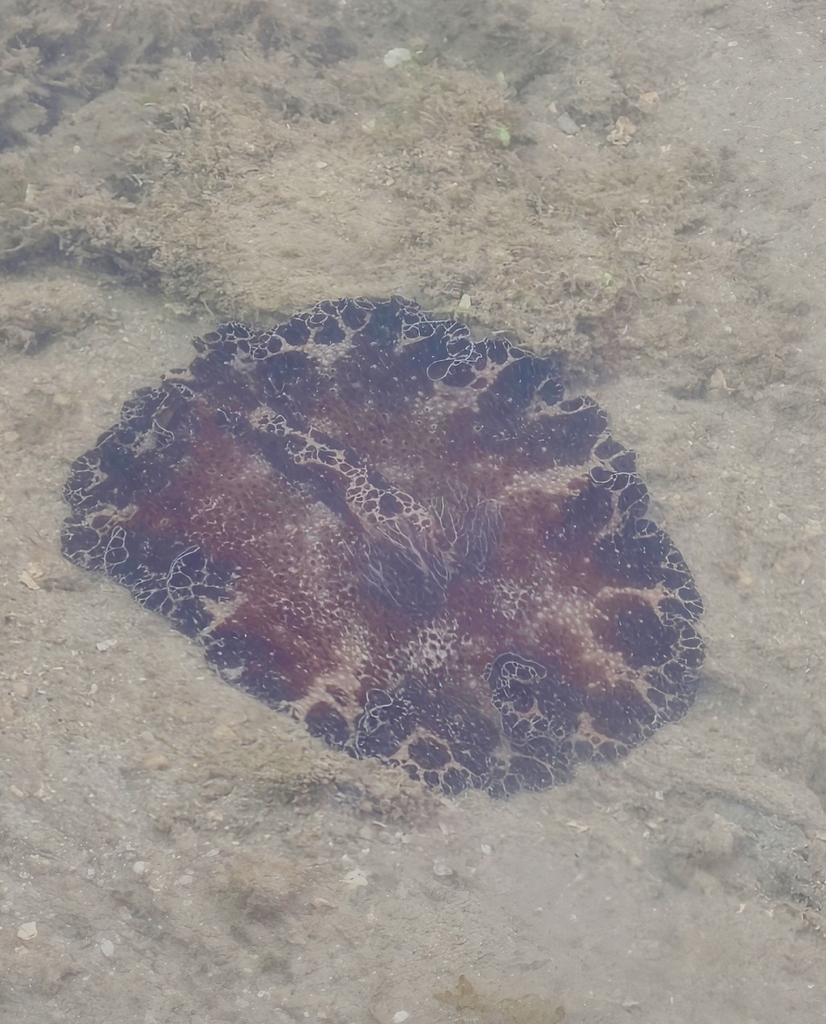 Bohol Discodoris