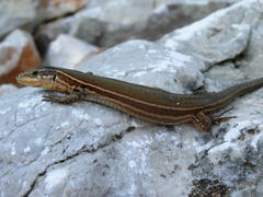 Podarcis melisellensis