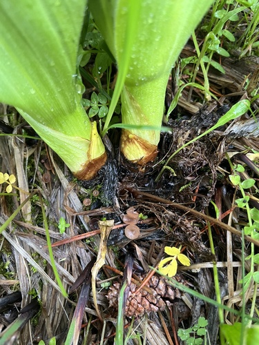iNaturalist observation photo of Sclerotinia veratri