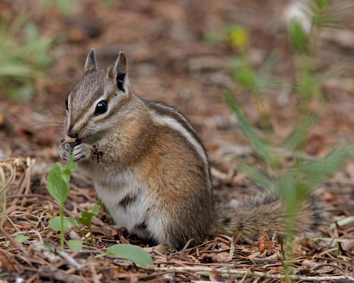 Uinta Chipmunk observed by scwraw