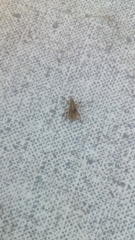 Sciaphobus squalidus