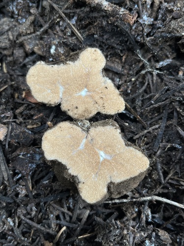 iNaturalist observation photo of Gautieria