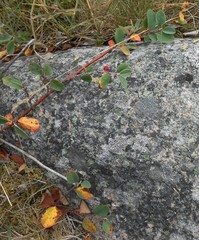 Cotoneaster cinnabarinus