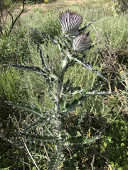 Cirsium occidentale occidentale