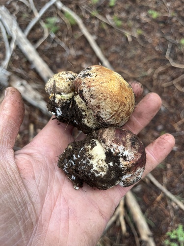 iNaturalist observation photo of Spring King Bolete